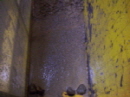 http://static.apub.kr/journalsite/sites/kgs/2013-029-01/N0990290105/images/PIC748C.JPG