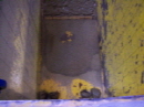 http://static.apub.kr/journalsite/sites/kgs/2013-029-01/N0990290105/images/PIC76EE.JPG
