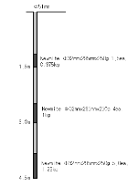http://static.apub.kr/journalsite/sites/kgs/2013-029-04/N0990290401/images/PICB036.gif