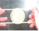http://static.apub.kr/journalsite/sites/kgs/2014-030-11/N0990301103/images/PIC8D41.gif