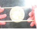 http://static.apub.kr/journalsite/sites/kgs/2014-030-11/N0990301103/images/PIC8D81.gif