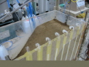 http://static.apub.kr/journalsite/sites/kgss/2013-012-01/N0150120105/images/PICF1D1.jpg