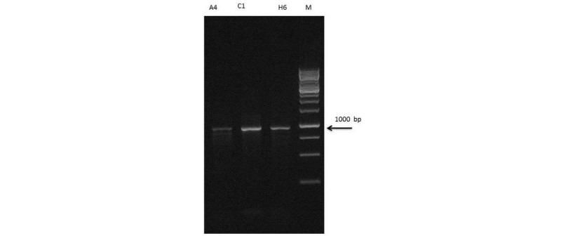 http://static.apub.kr/journalsite/sites/kjoas/2017-044-02/N0030440204/images/Figure_KJAOS_44_02_04_F1.jpg