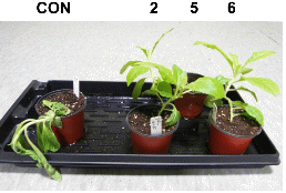 http://static.apub.kr/journalsite/sites/kshs/2014-032-01/N0130320113/images/PIC5B40.gif