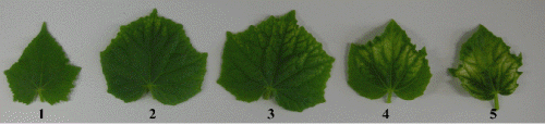 http://static.apub.kr/journalsite/sites/kshs/2014-032-02/N0130320213/images/PIC38EA.gif
