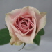 http://static.apub.kr/journalsite/sites/kshs/2014-032-04/N0130320412/images/PICE04A.jpg