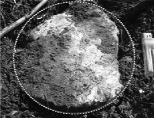 http://static.apub.kr/journalsite/sites/ksmer/2013-050-06/N033050061362/images/PIC418A.gif