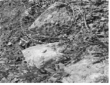 http://static.apub.kr/journalsite/sites/ksmer/2013-050-06/N033050061362/images/PIC4209.gif