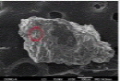 http://static.apub.kr/journalsite/sites/ksmer/2014-051-06/N0330510607/images/PIC11B.jpg