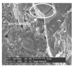 http://static.apub.kr/journalsite/sites/kta/2005-007-02/N0550070205/images/PIC3C99.gif