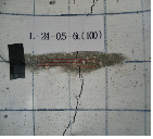 http://static.apub.kr/journalsite/sites/kta/2006-008-03/N0550080304/images/PICEBE.gif