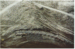 http://static.apub.kr/journalsite/sites/kta/2010-012-01/N0550120103/images/PIC22E8.gif