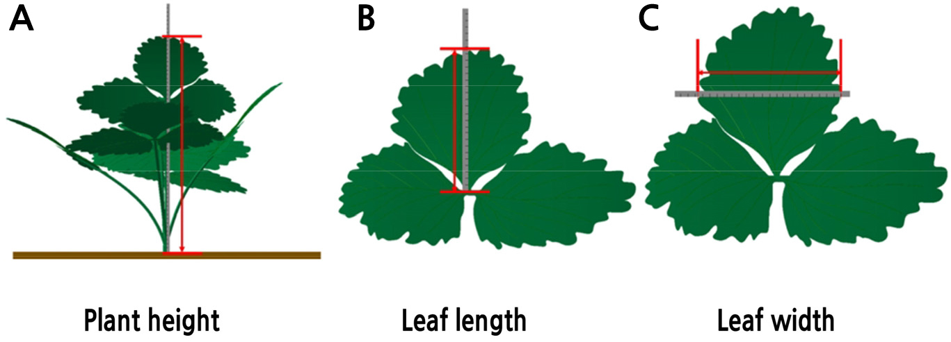 Plant height (A), number of leaves (B), leaf length (C), leaf